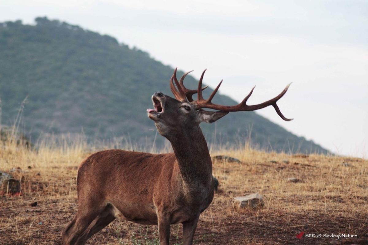 Alojamiento Rural Dehesa La Estancia アンドゥハル エクステリア 写真