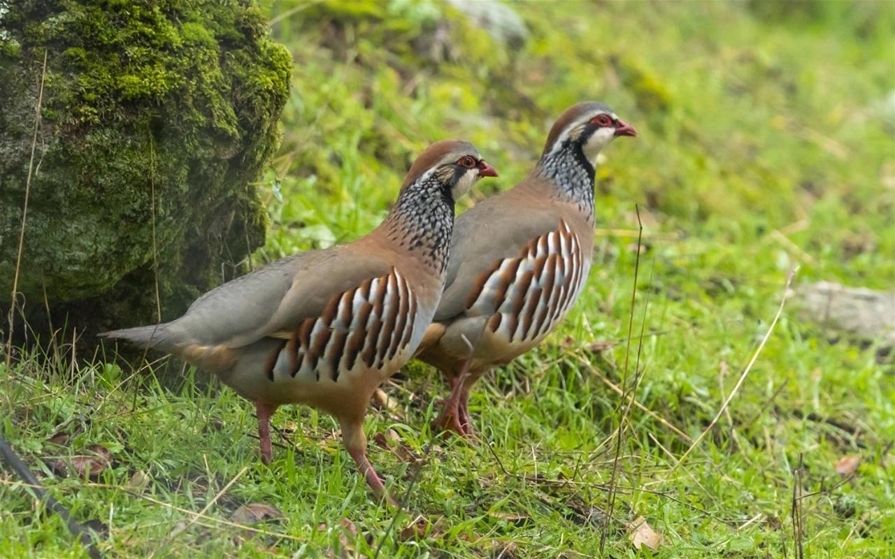Alojamiento Rural Dehesa La Estancia アンドゥハル エクステリア 写真